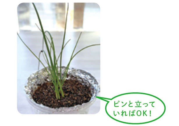 「小ネギ」は自宅で作る時代。「水耕栽培」なら育てやすいので初心者にもおすすめ！（7）