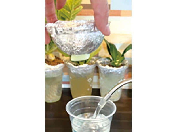 カフェや100均で手に入る「プラカップ」を使って、葉物野菜やハーブを栽培しよう！（5）