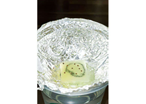 カフェや100均で手に入る「プラカップ」を使って、葉物野菜やハーブを栽培しよう！（6）