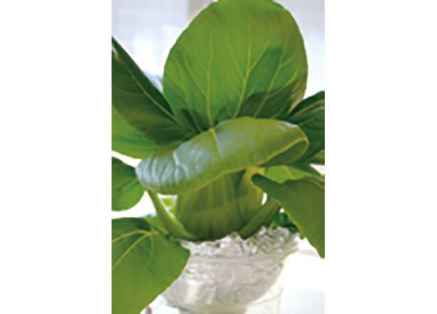 カフェや100均で手に入る「プラカップ」を使って、葉物野菜やハーブを栽培しよう！（13）