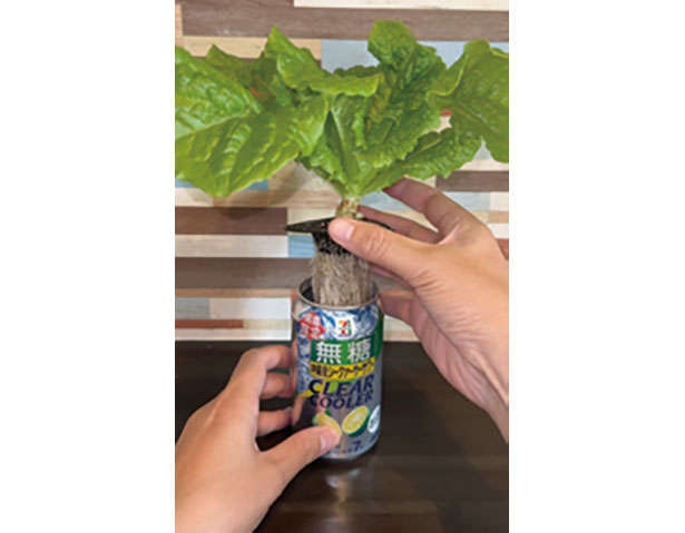 カフェや100均で手に入る「プラカップ」を使って、葉物野菜やハーブを栽培しよう！（16）