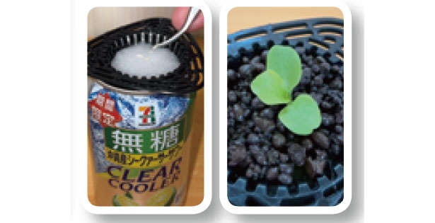 カフェや100均で手に入る「プラカップ」を使って、葉物野菜やハーブを栽培しよう！（18）