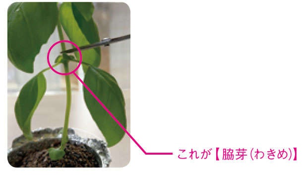 もう「バジル」は買わなくてOK！1年中収穫できる「プラカップ」による栽培方法を紹介（8）