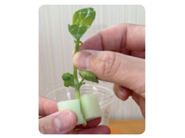 もう「バジル」は買わなくてOK！1年中収穫できる「プラカップ」による栽培方法を紹介（11）