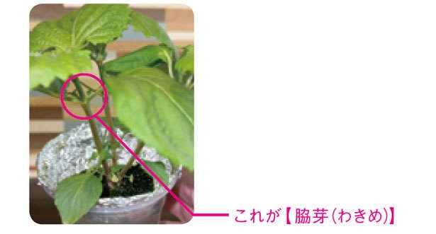 「しそ」を育てるなら暖かくなったいまが最適！「水耕栽培」なら約2か月で収穫できる（7）