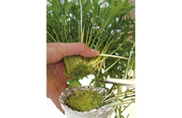 「水菜」は自宅で育てる！たくさん収穫するための「プラカップ」を使った栽培方法を紹介（9）