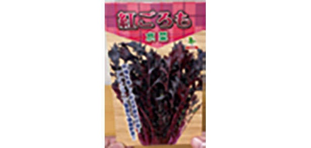 「水菜」は自宅で育てる！たくさん収穫するための「プラカップ」を使った栽培方法を紹介（12）