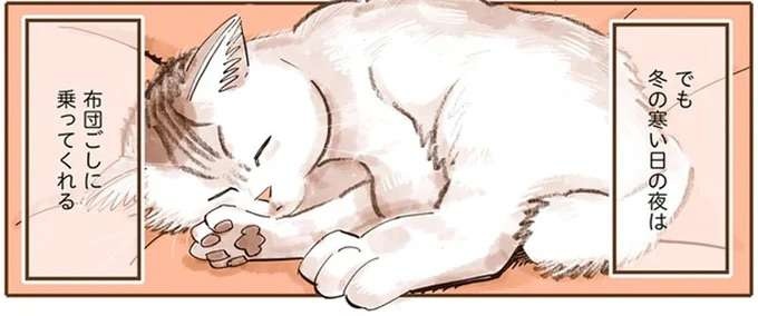 『うちの猫は仲が悪い』（1）
