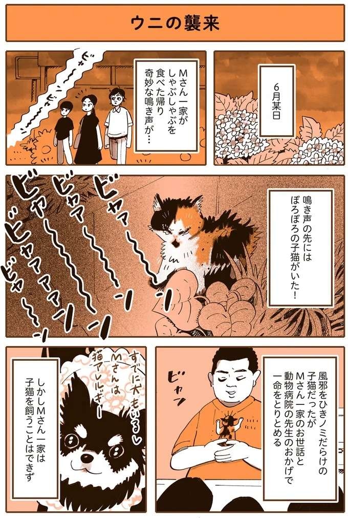 『うちの猫は仲が悪い』（6）