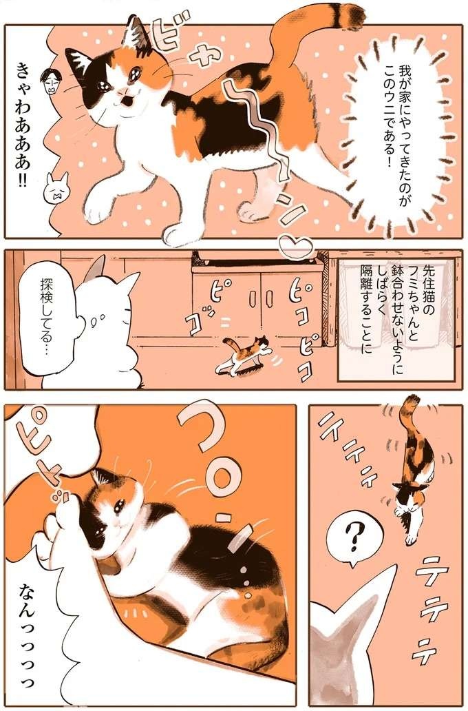 『うちの猫は仲が悪い』（7）