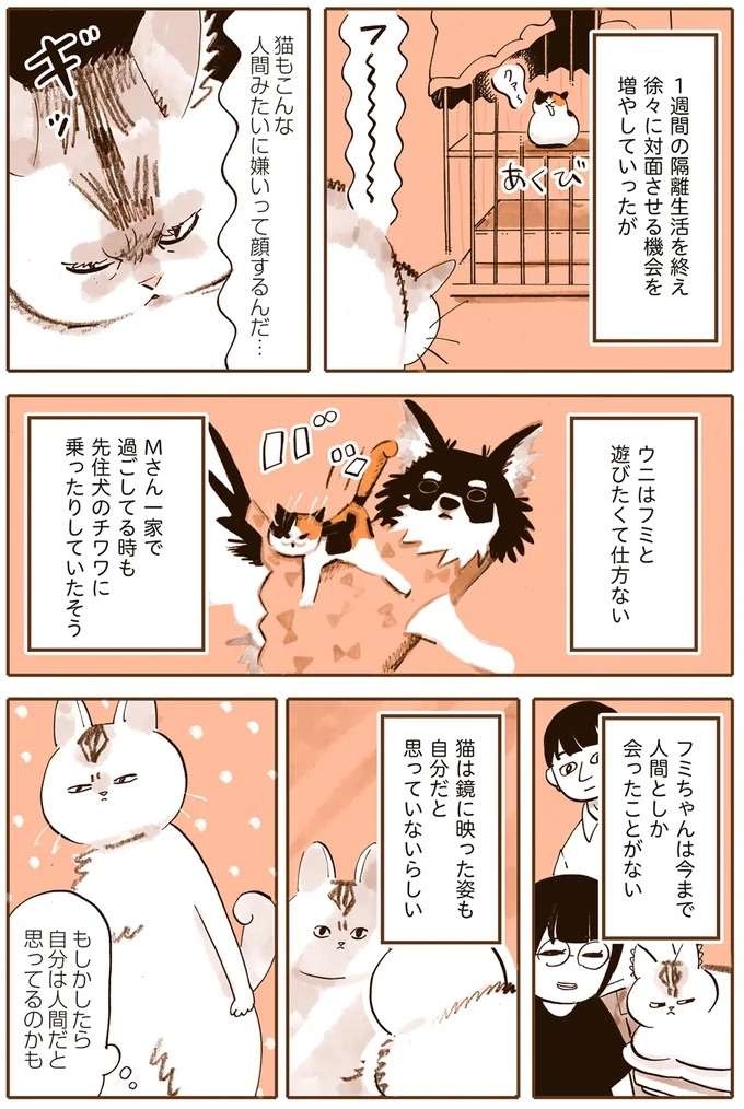 『うちの猫は仲が悪い』（10）