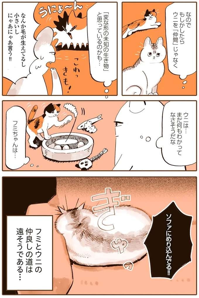 『うちの猫は仲が悪い』（11）