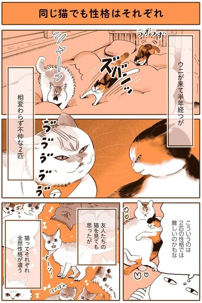 『うちの猫は仲が悪い』（12）