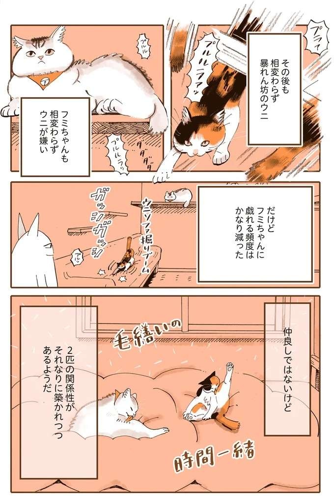 『うちの猫は仲が悪い』（17）