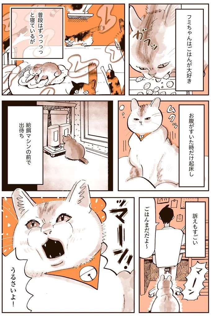 『うちの猫は仲が悪い』（19）