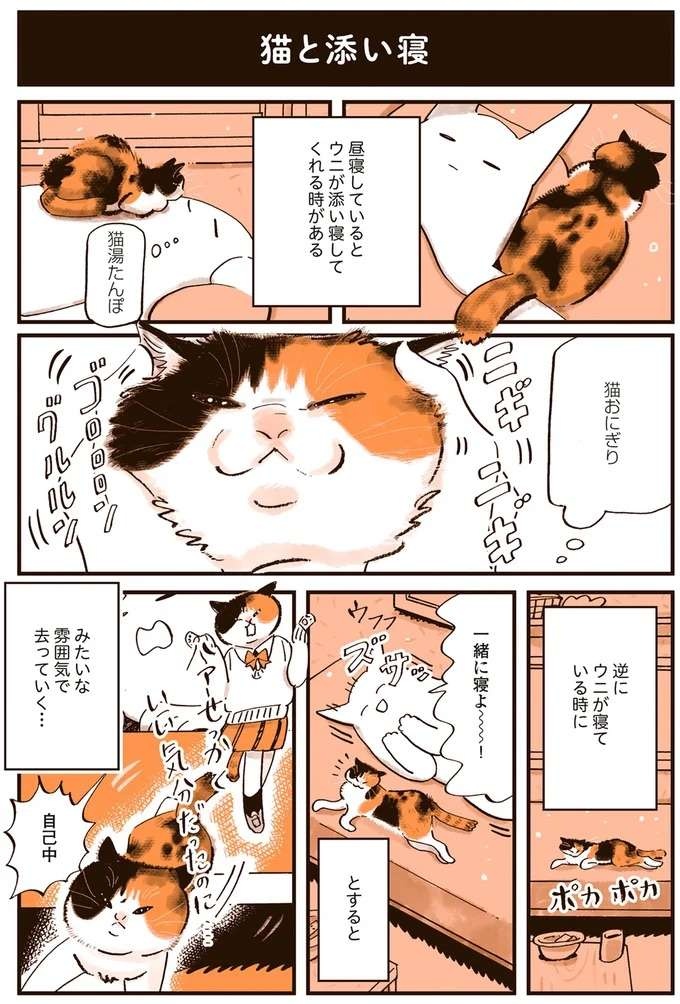 『うちの猫は仲が悪い』（37）