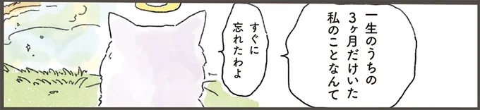 「私は忘れられてるから」寂しそうな猫。天国から飼い主に会いに行くと...／天国での暮らしはどうですか（1）