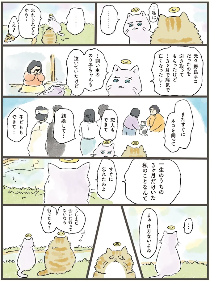 「私は忘れられてるから」寂しそうな猫。天国から飼い主に会いに行くと...／天国での暮らしはどうですか（3）