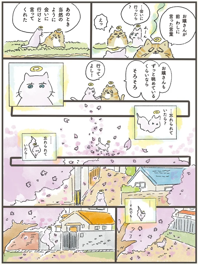 「私は忘れられてるから」寂しそうな猫。天国から飼い主に会いに行くと...／天国での暮らしはどうですか（4）