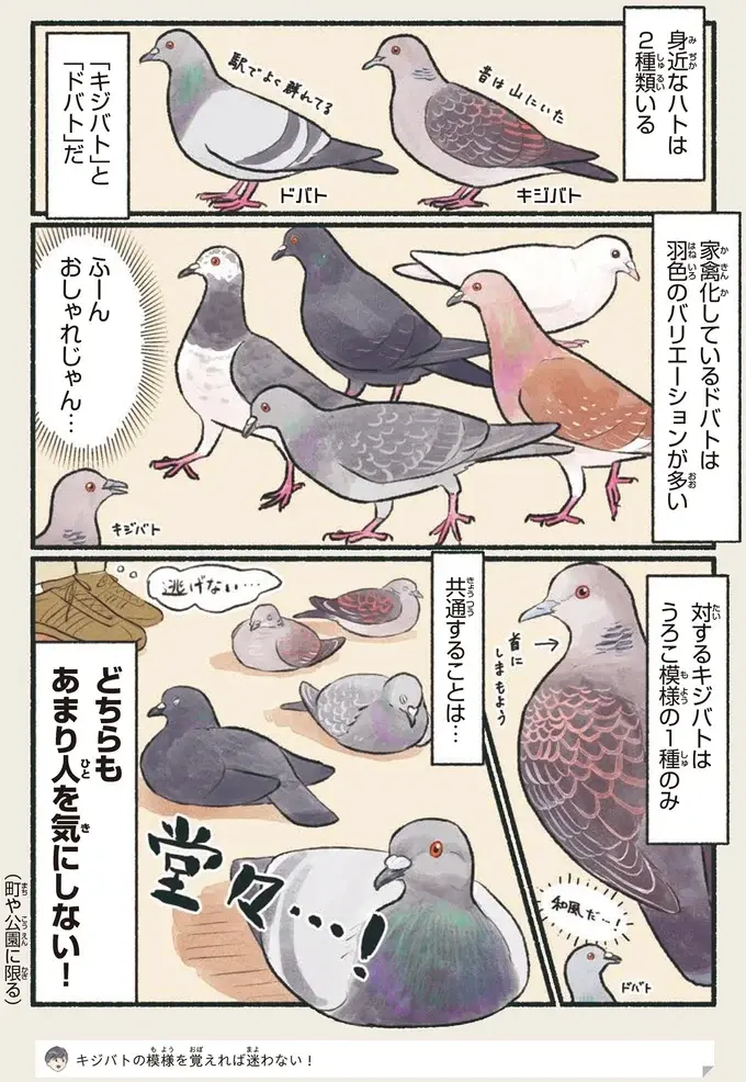 『意外と知らない鳥の生活 1〜2』（13）