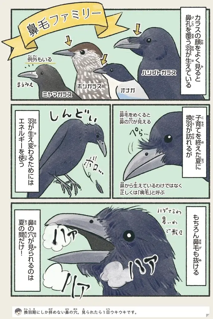 『意外と知らない鳥の生活 1〜2』（15）