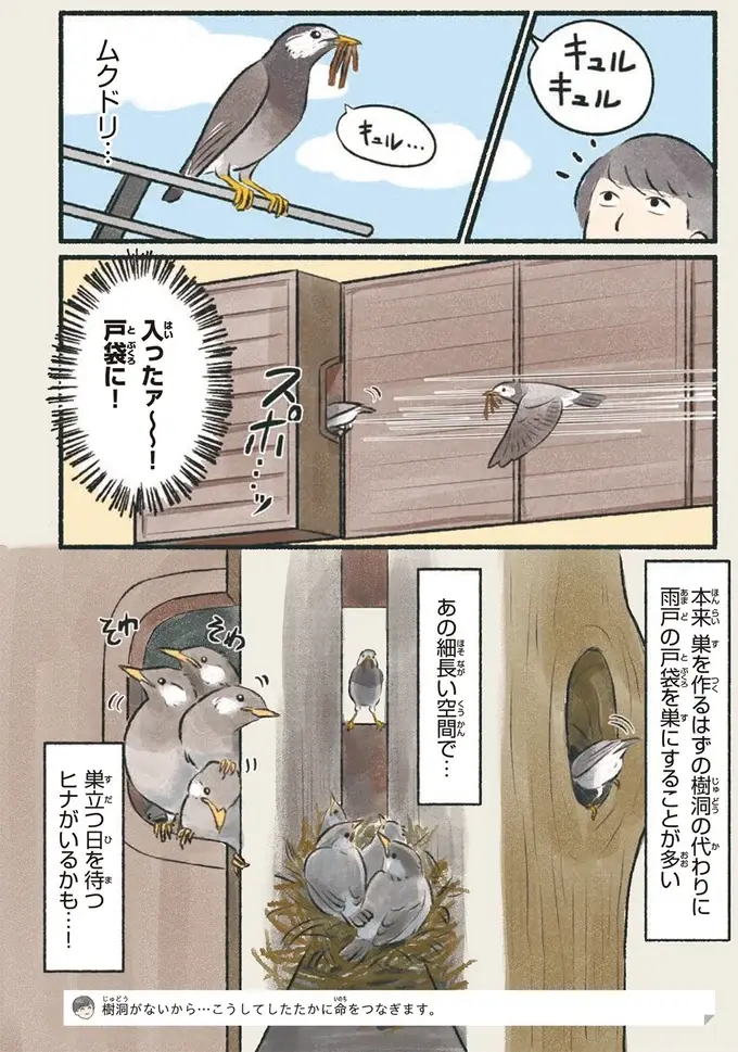 『意外と知らない鳥の生活 1〜2』（19）