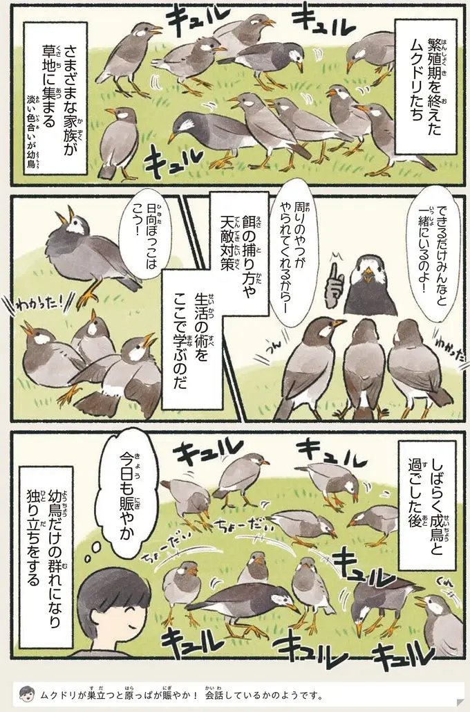 『意外と知らない鳥の生活 1〜2』（20）