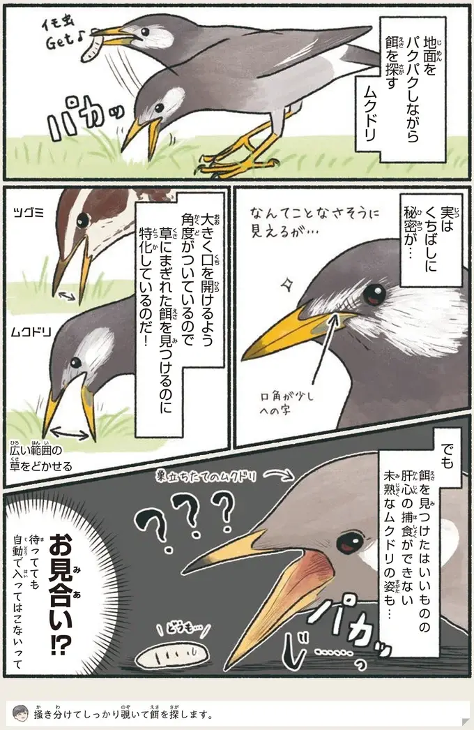 『意外と知らない鳥の生活 1〜2』（21）