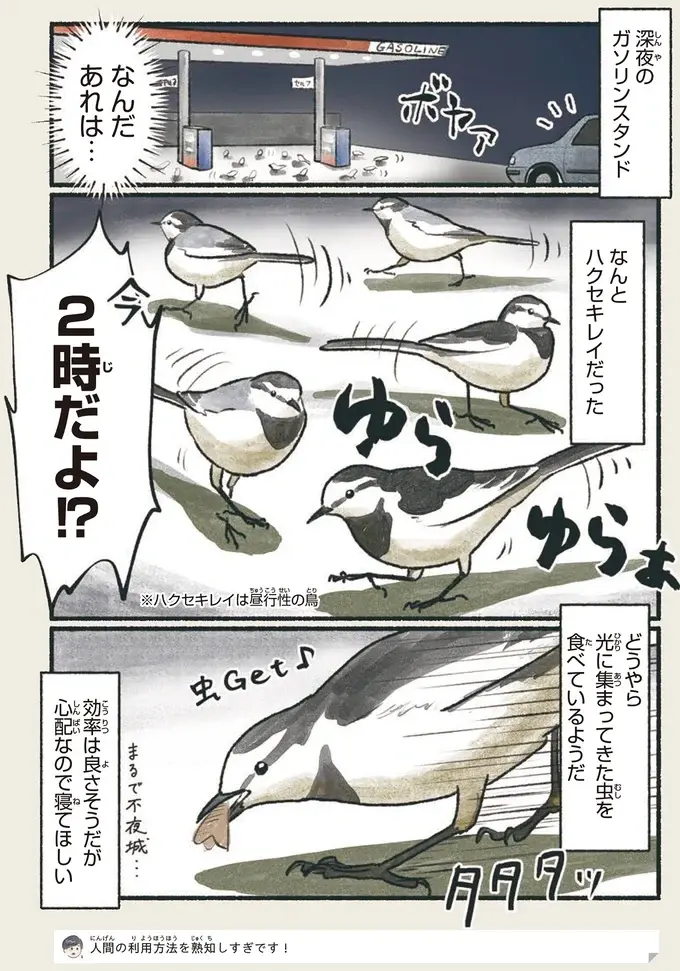 『意外と知らない鳥の生活 1〜2』（25）