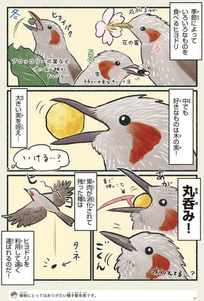 『意外と知らない鳥の生活 1〜2』（30）