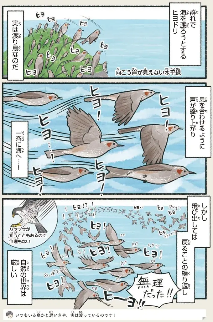 『意外と知らない鳥の生活 1〜2』（31）