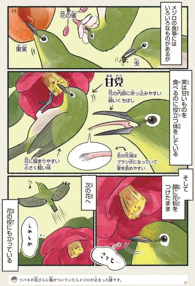『意外と知らない鳥の生活 1〜2』（34）