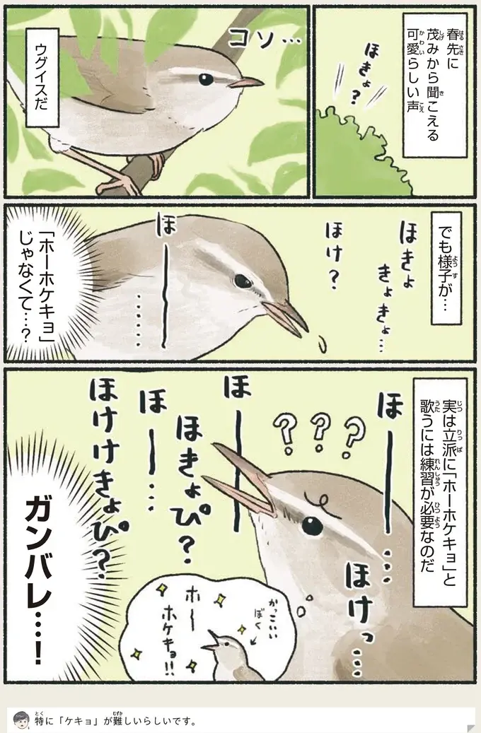 『意外と知らない鳥の生活 1〜2』（37）