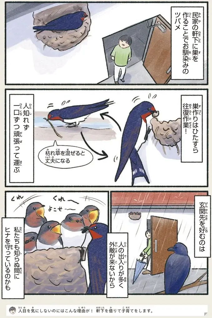 『意外と知らない鳥の生活 1〜2』（39）
