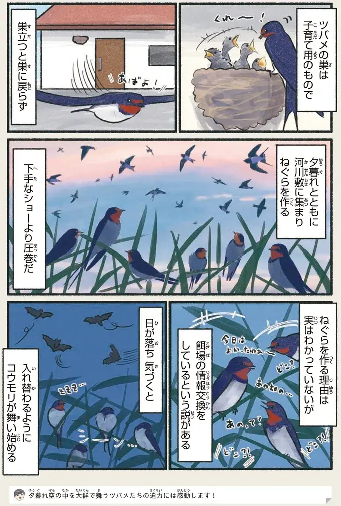 『意外と知らない鳥の生活 1〜2』（41）