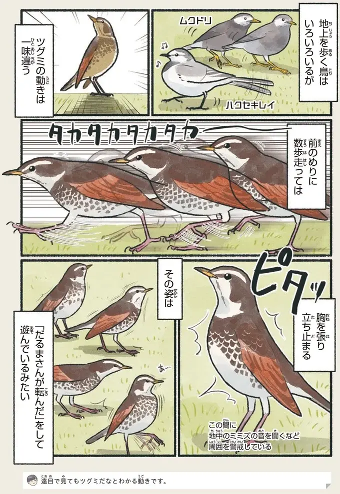 『意外と知らない鳥の生活 1〜2』（43）