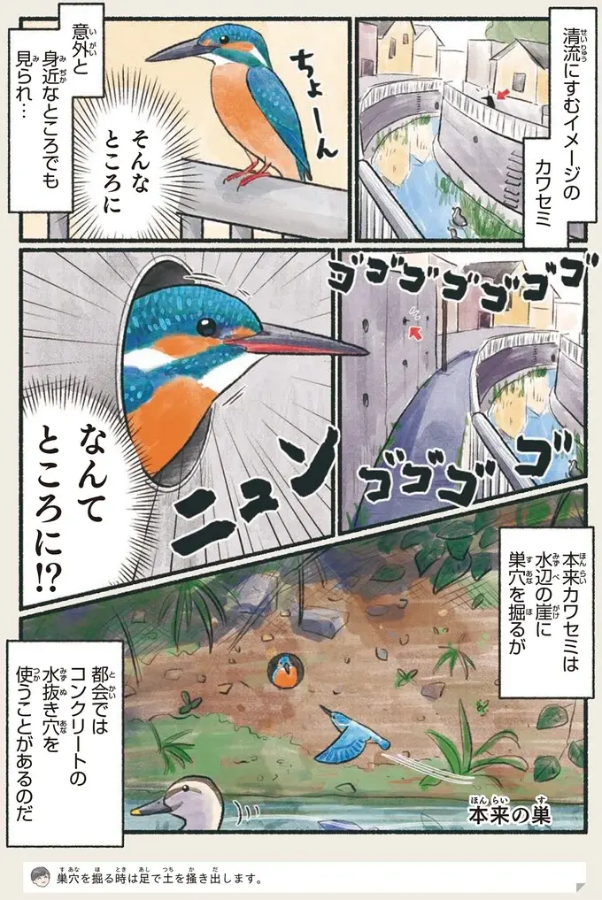 『意外と知らない鳥の生活 1〜2』（49）