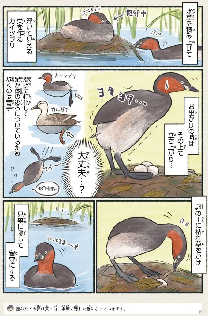 『意外と知らない鳥の生活 1〜2』（52）