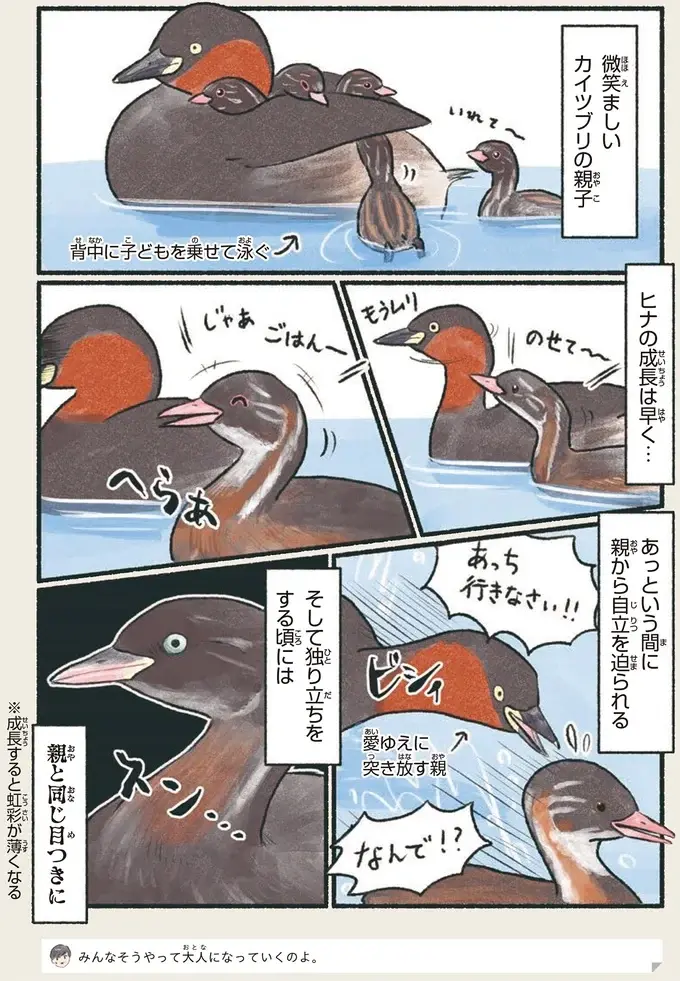 『意外と知らない鳥の生活 1〜2』（54）