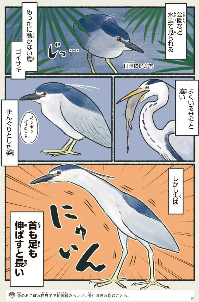 『意外と知らない鳥の生活 1〜2』（61）