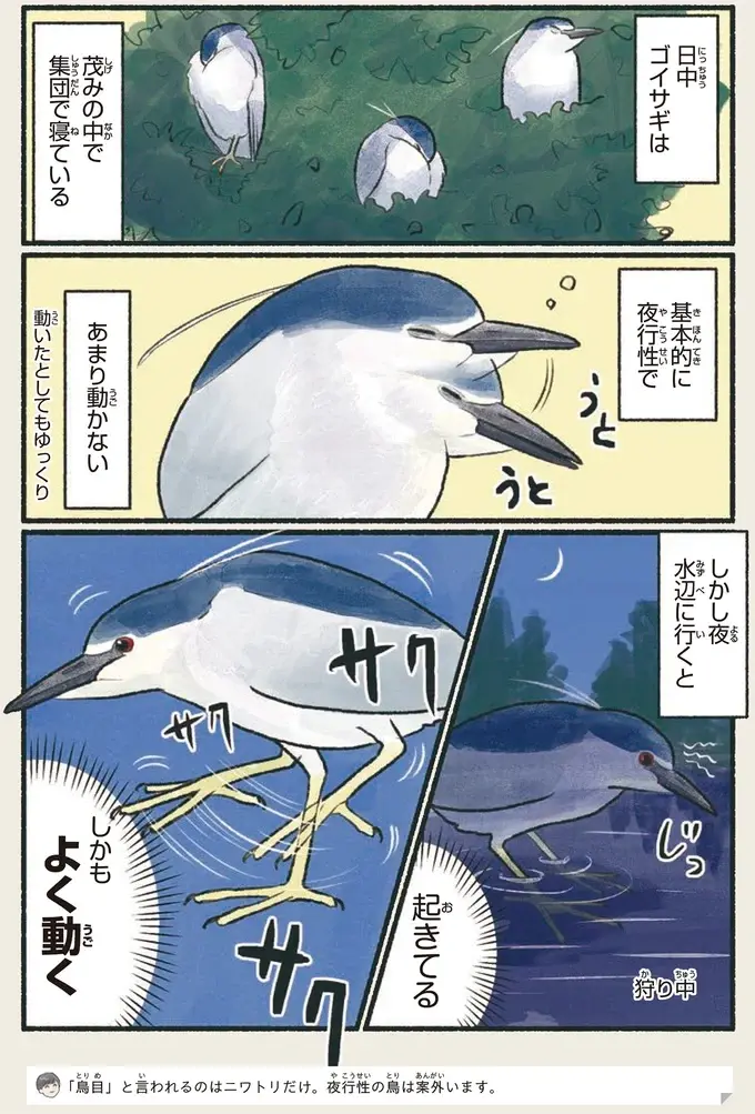『意外と知らない鳥の生活 1〜2』（62）