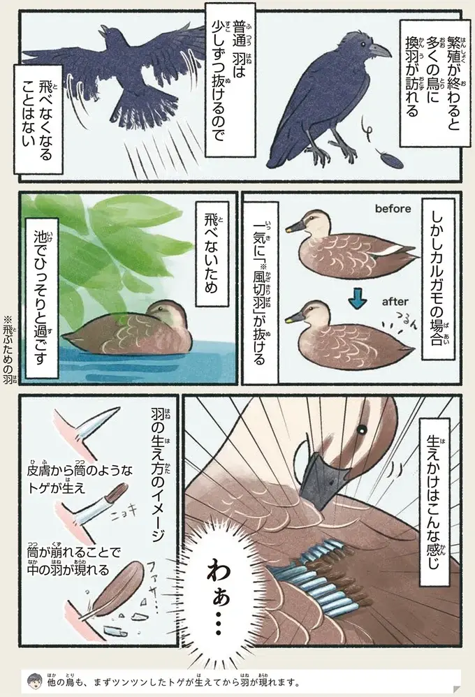 『意外と知らない鳥の生活 1〜2』（63）