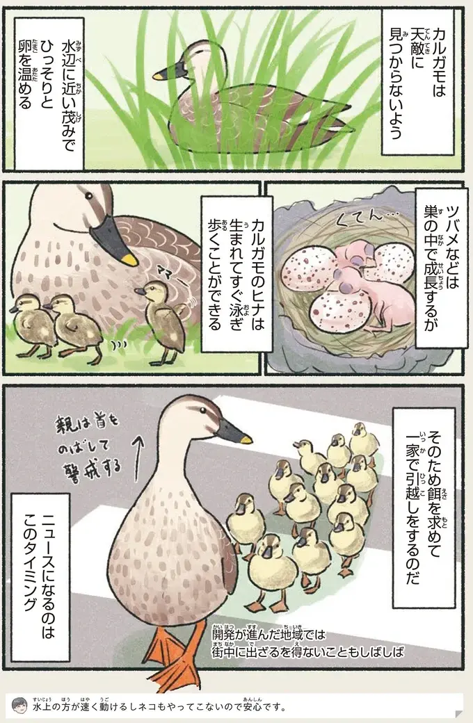 『意外と知らない鳥の生活 1〜2』（64）