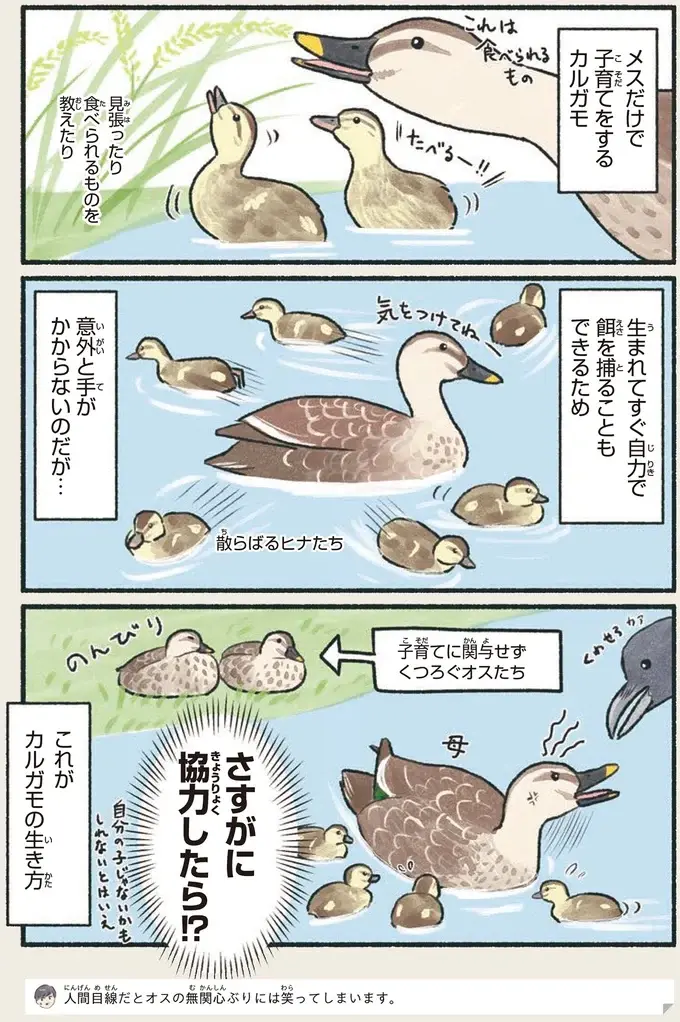 『意外と知らない鳥の生活 1〜2』（65）