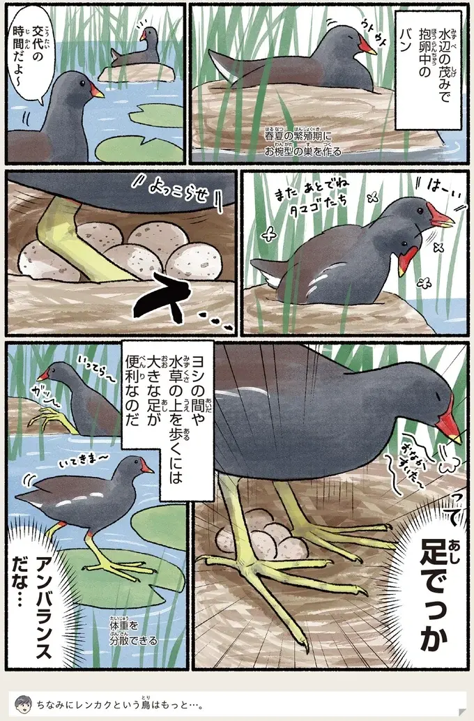 『意外と知らない鳥の生活 1〜2』（68）