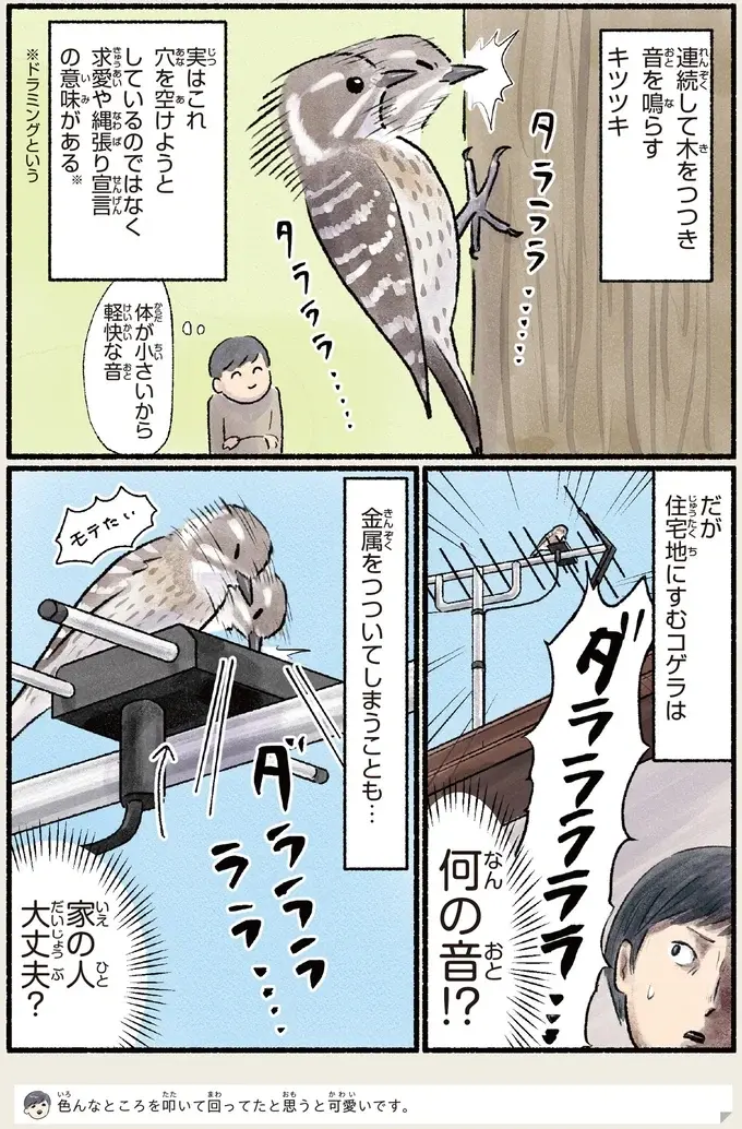 『意外と知らない鳥の生活 1〜2』（77）
