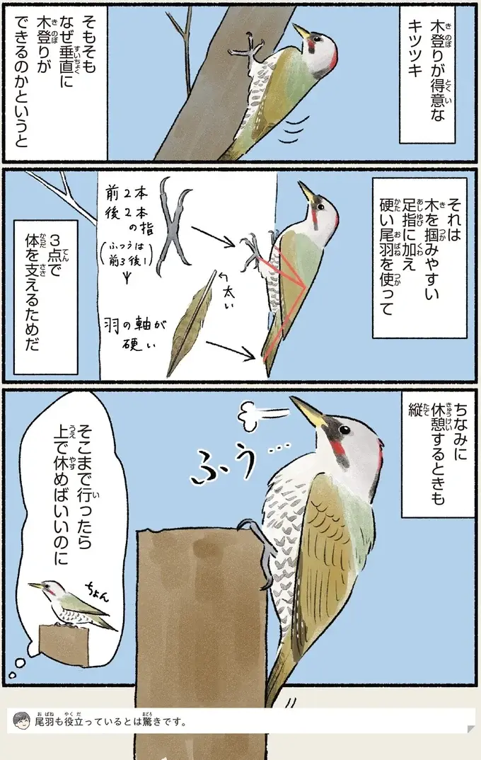 『意外と知らない鳥の生活 1〜2』（79）