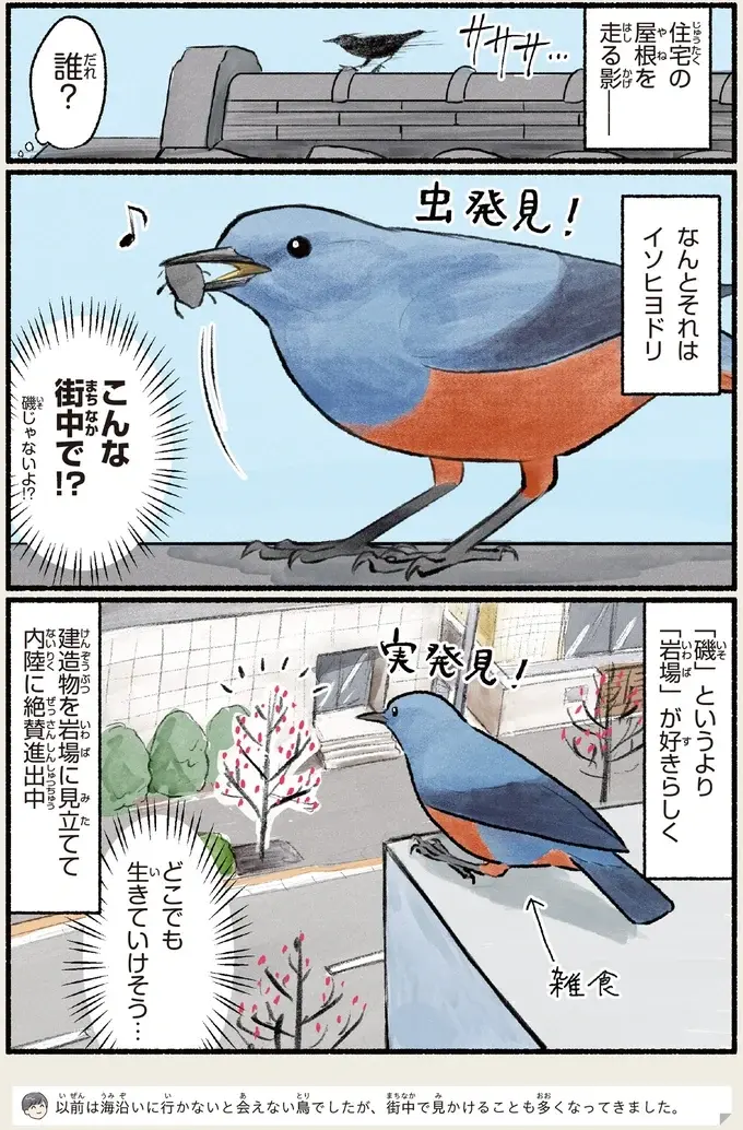 『意外と知らない鳥の生活 1〜2』（85）