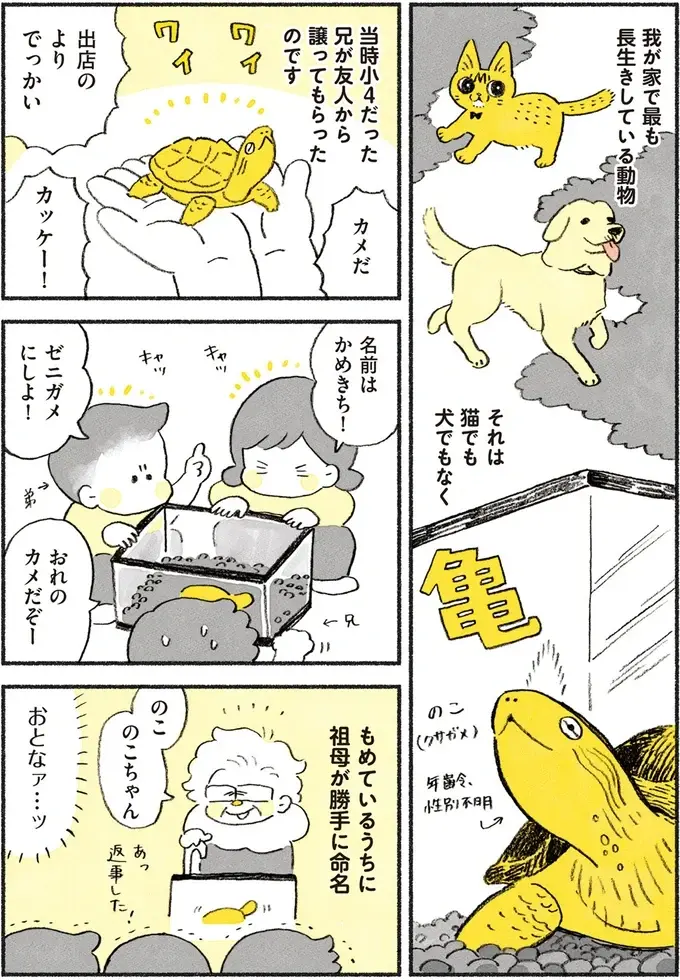 『茶トラのやっちゃん1〜3』（画像36/171枚目）