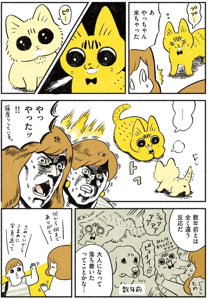 『茶トラのやっちゃん1〜3』（画像92/171枚目）